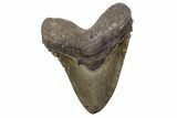 Huge, Fossil Megalodon Tooth - North Carolina #381347-1